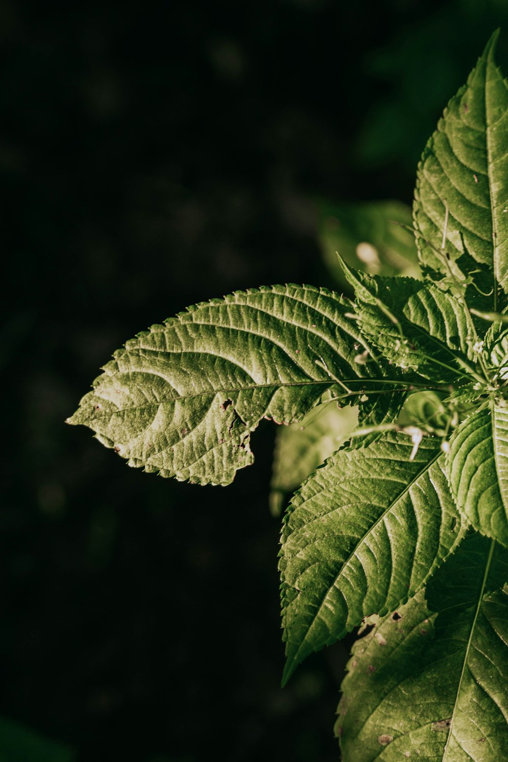 a close up of a green leaf on a tree