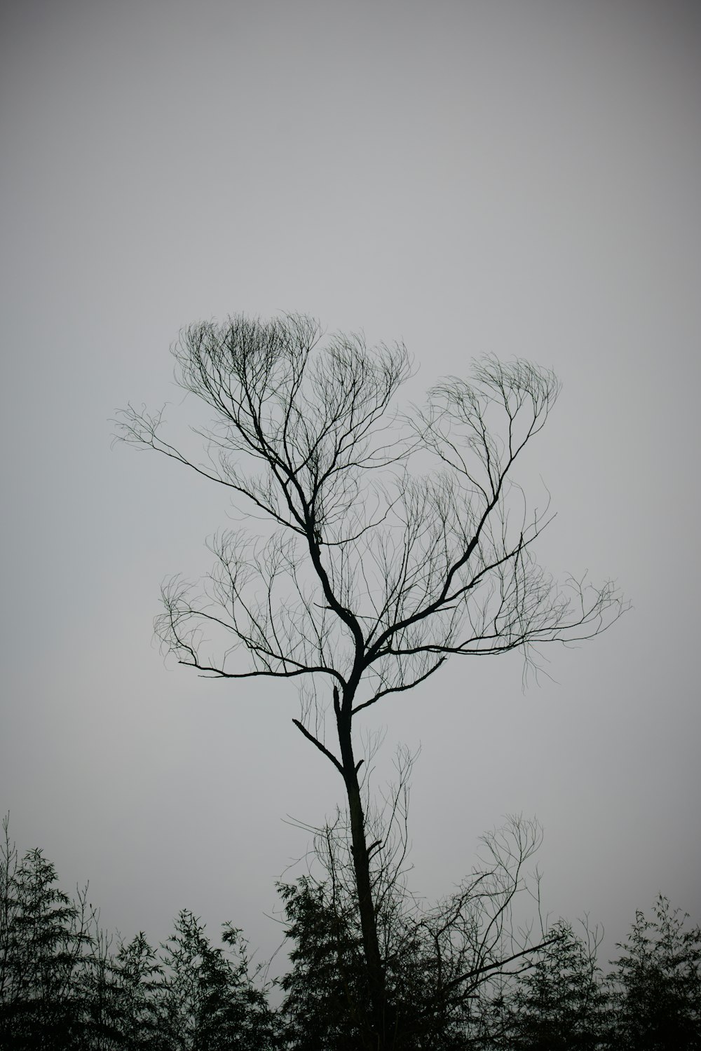 a bare tree with no leaves on a foggy day