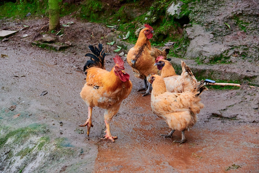 a group of chickens walking down a dirt road