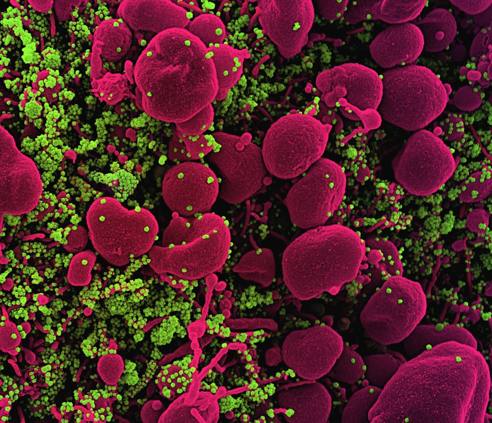 a close up of a bunch of red and green cells
