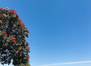 a tree with red flowers in the foreground and a blue sky in the background