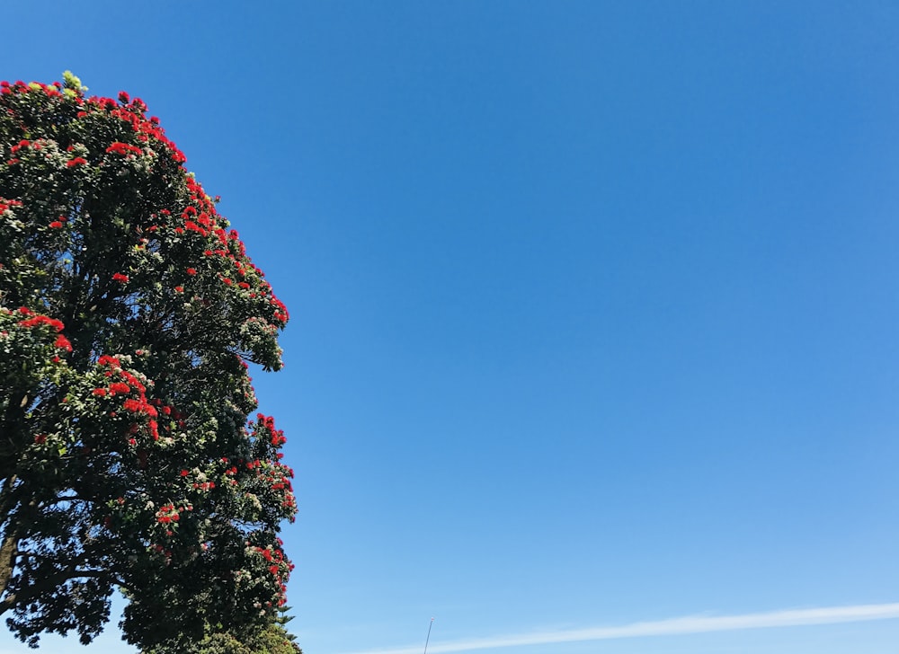 a tree with red flowers in the foreground and a blue sky in the background