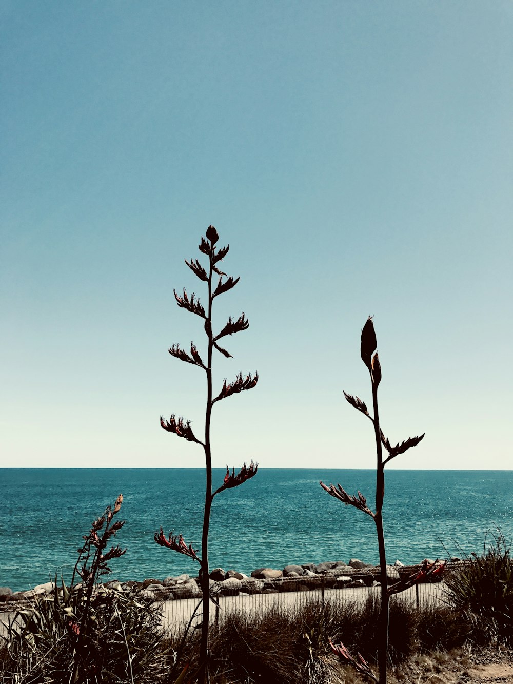 a couple of plants that are by the water