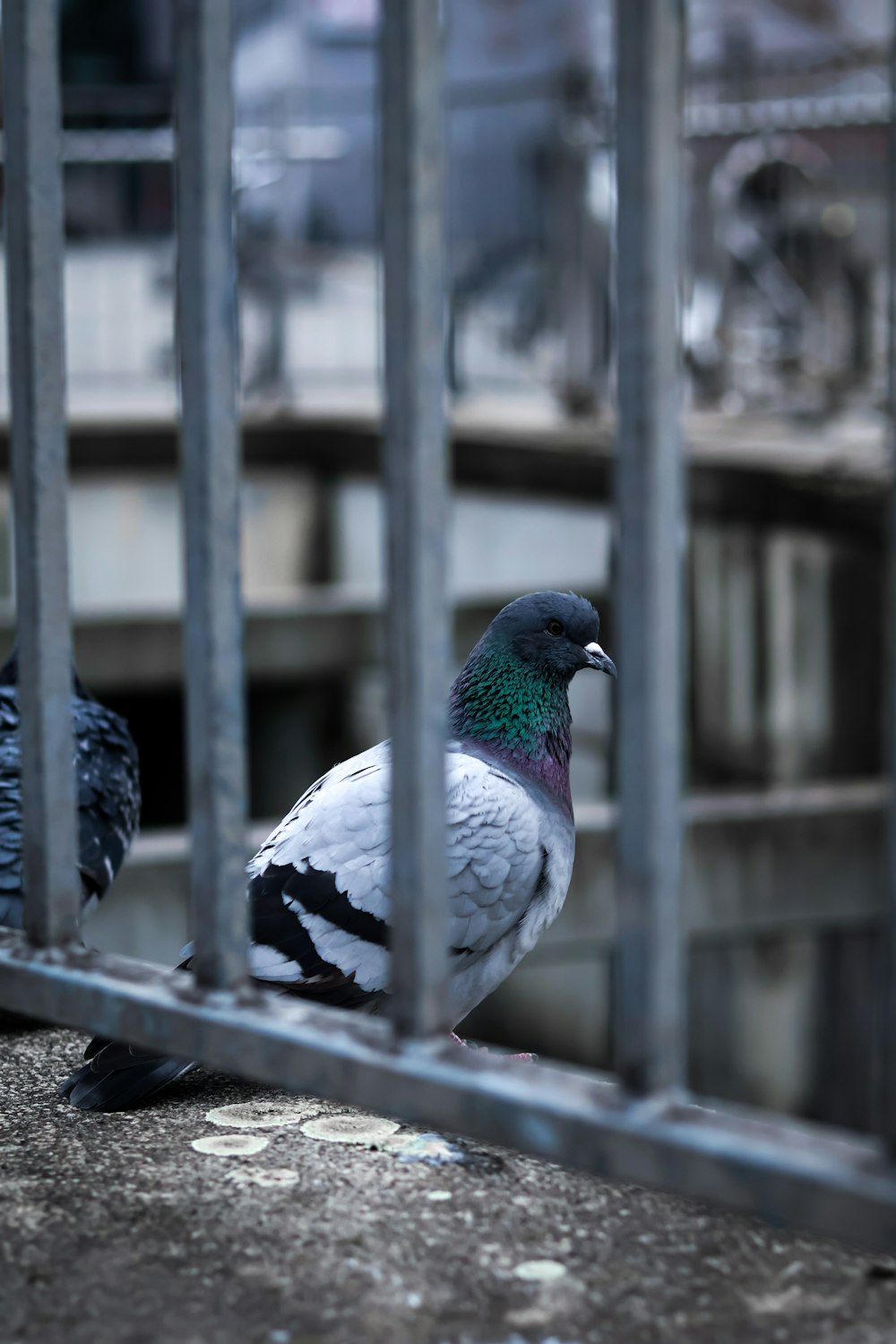 a couple of birds sitting on top of a cement ground