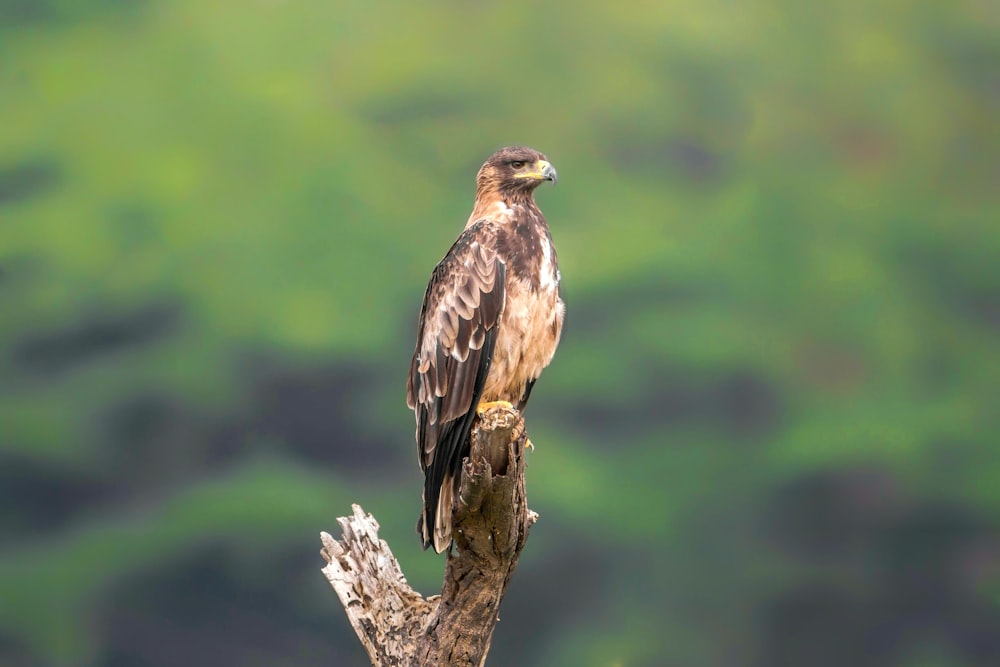 a bird sitting on top of a tree branch