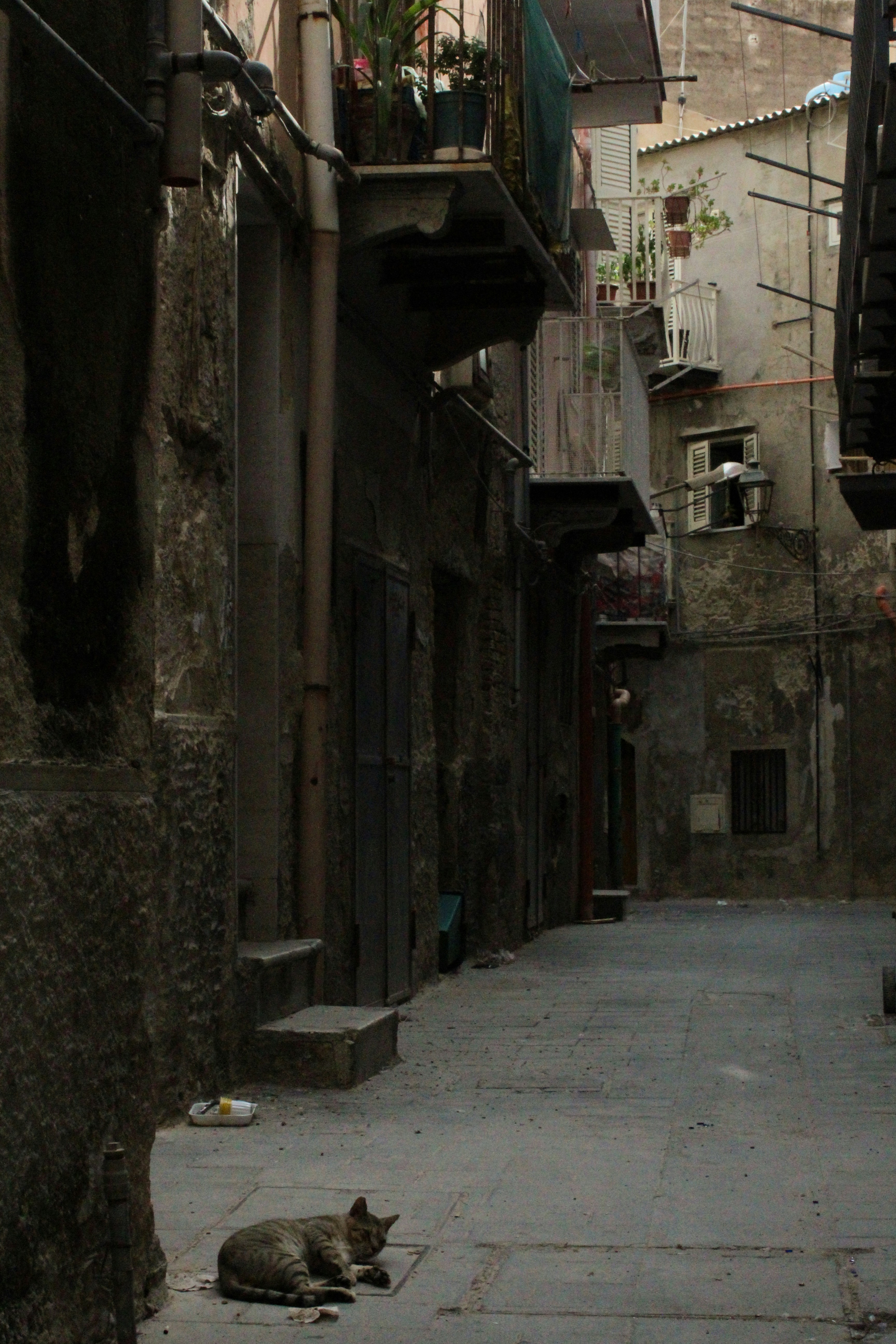 Photo by alidacellura