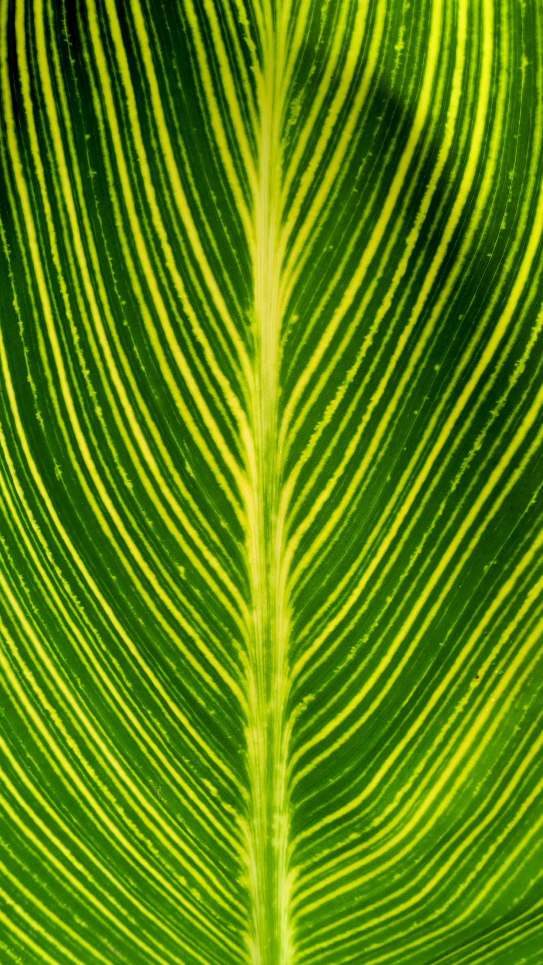 A close-up of a green leaf, ready for pest analysis