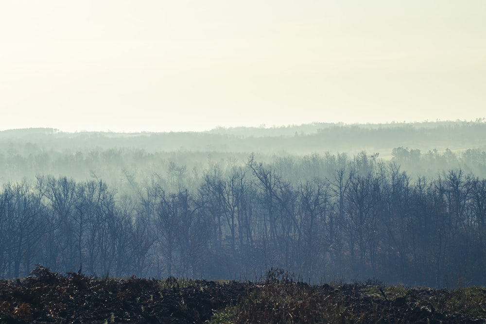 a field with trees in the background and fog in the air