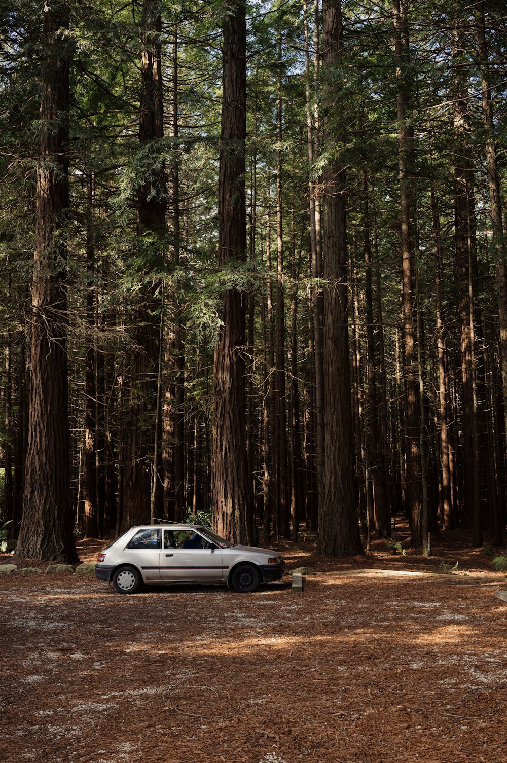 a car parked in the middle of a forest
