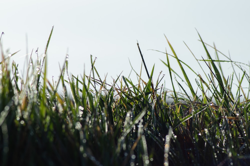 un gros plan d’herbe avec des gouttelettes d’eau dessus