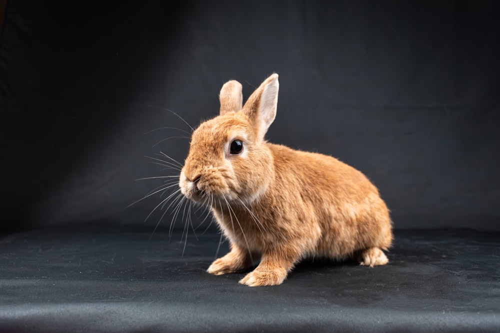 a brown rabbit sitting on top of a black surface