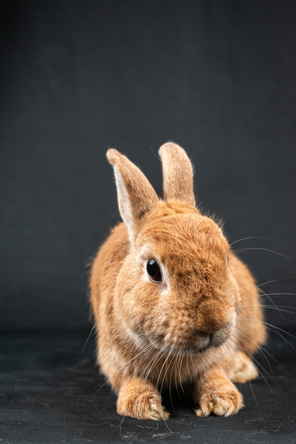 a brown rabbit sitting on top of a black surface