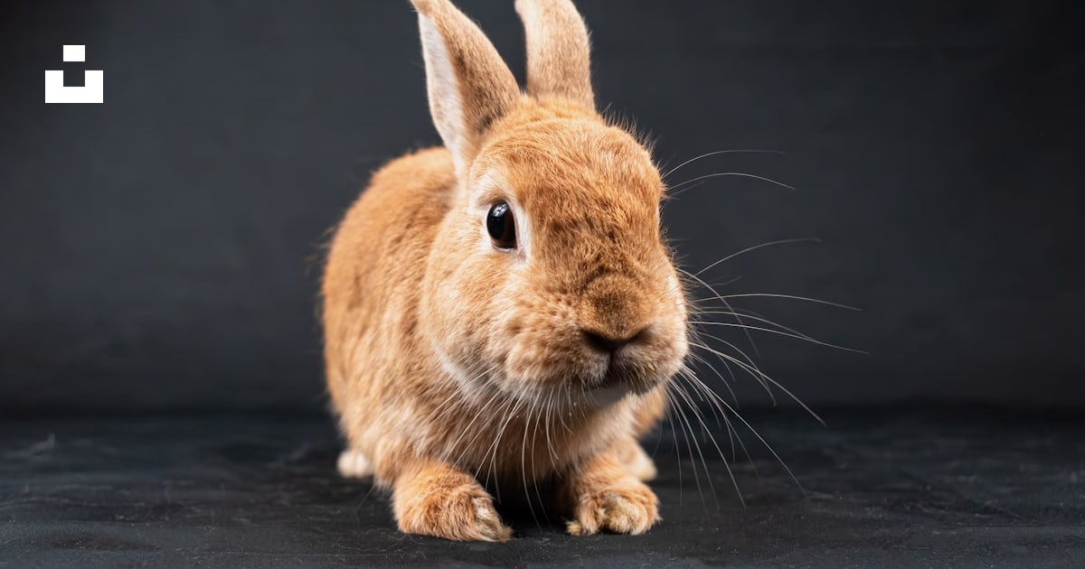 A brown rabbit sitting on top of a black surface photo – Free Rabbit ...