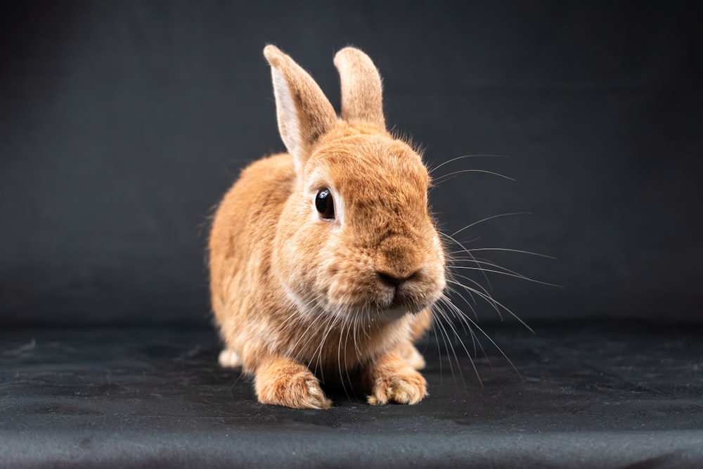 a brown rabbit sitting on top of a black surface