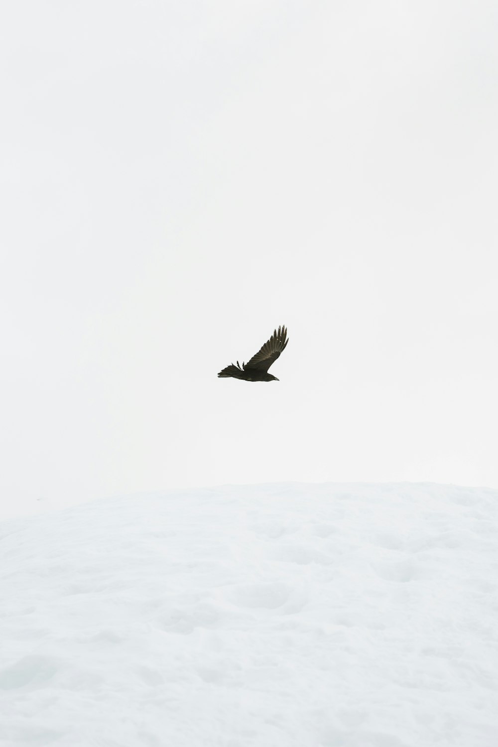 a bird flying over a snow covered hill