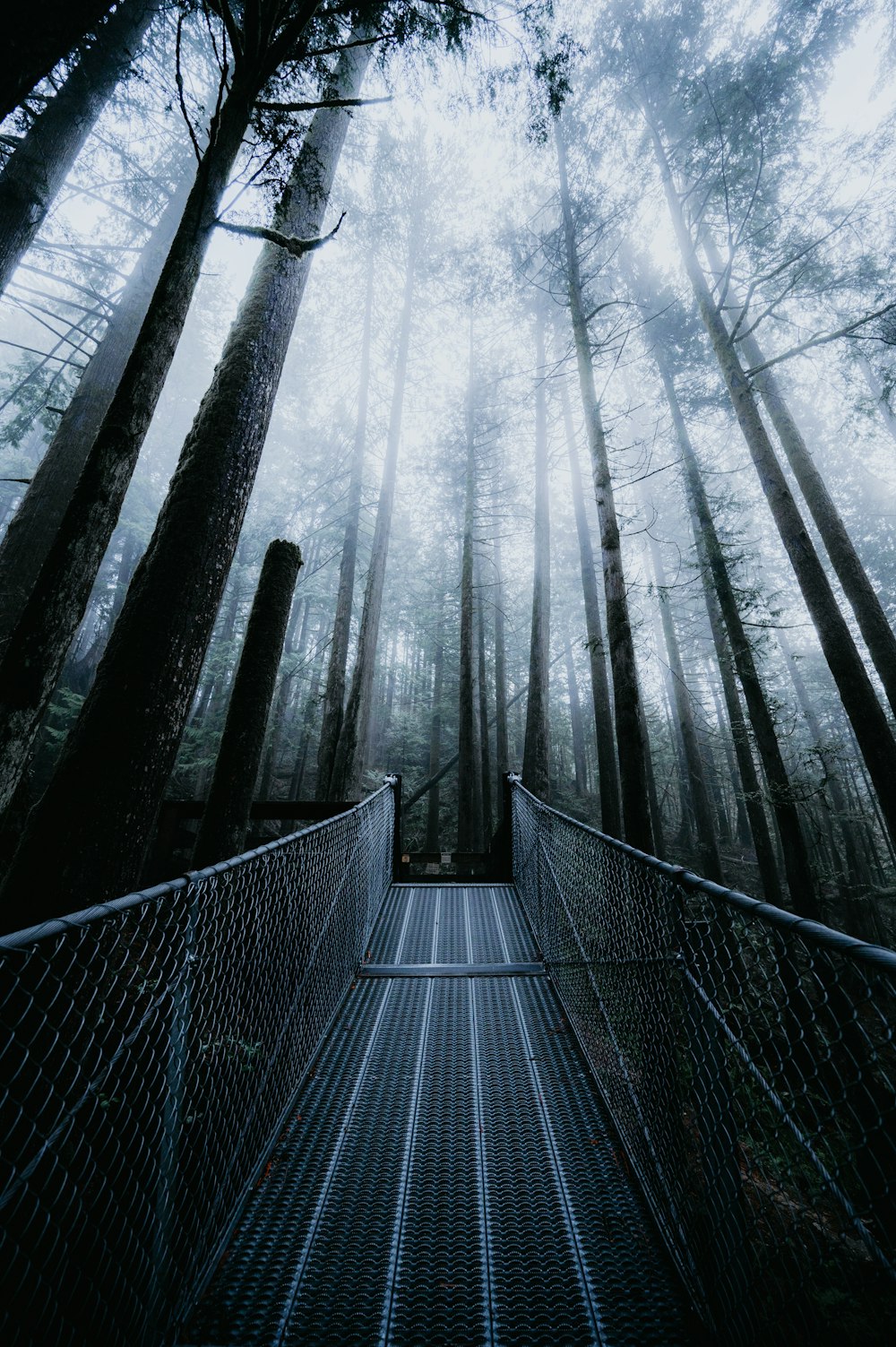 a bridge in the middle of a forest with tall trees