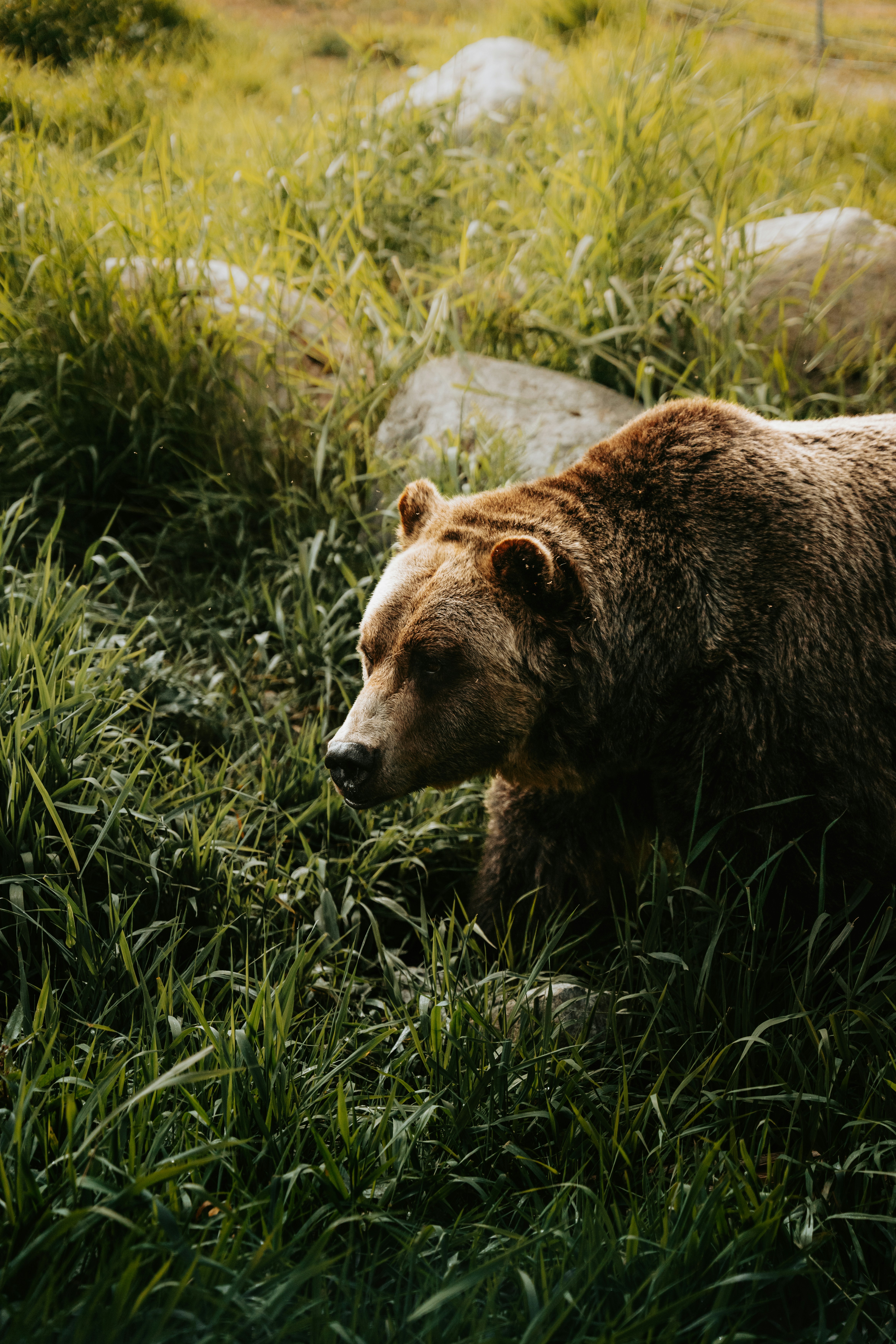 Un ours brun couché sur le dos dans l'herbe photo – Image gratuite sur  Unsplash, image size:1080x1620