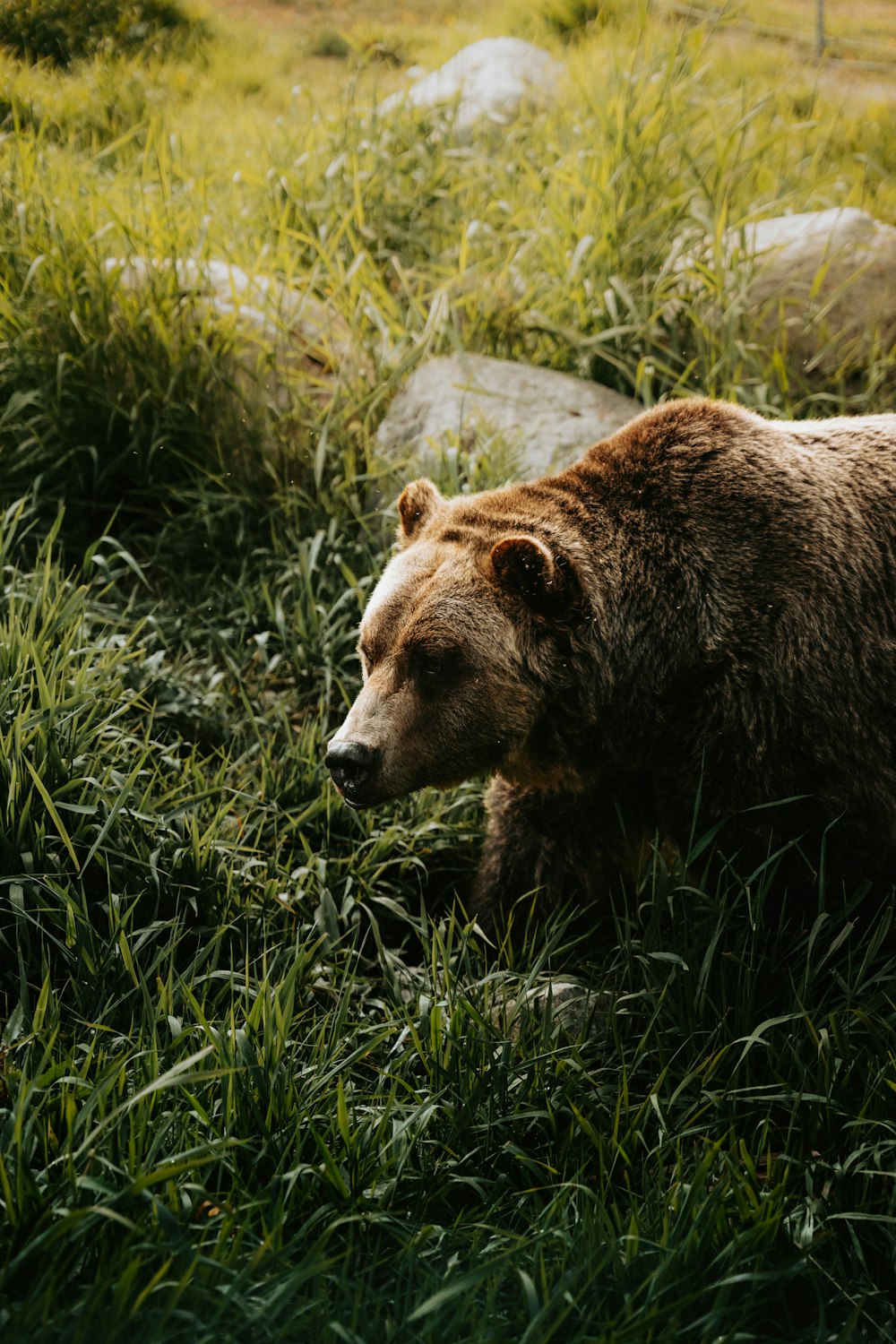 a brown bear walking through a lush green field