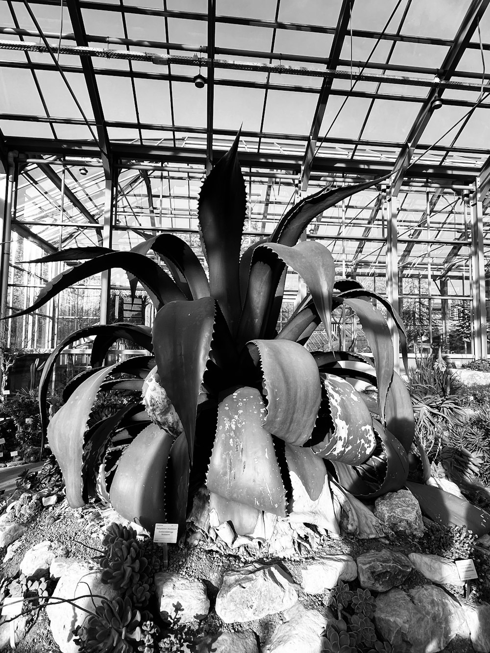 a black and white photo of a plant in a greenhouse