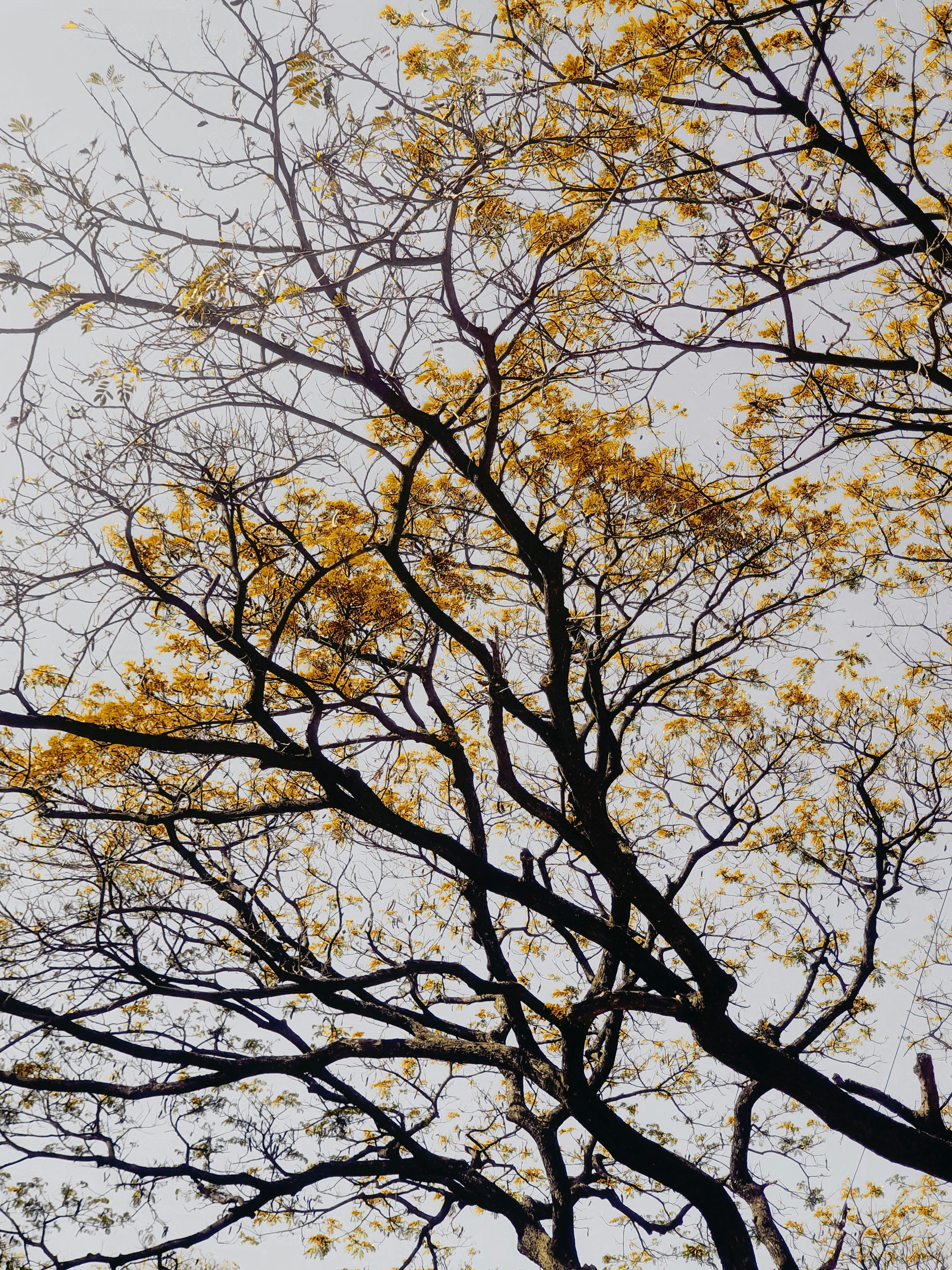 黄色い葉っぱの木々と時計塔を背景に