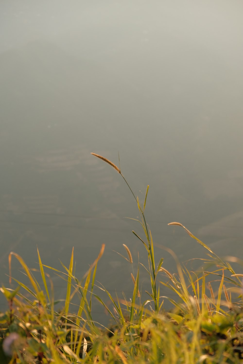 a grassy area with water in the background