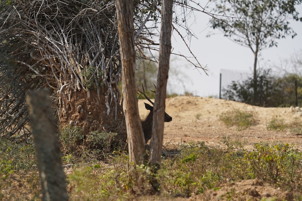 a deer hiding behind a tree in a field