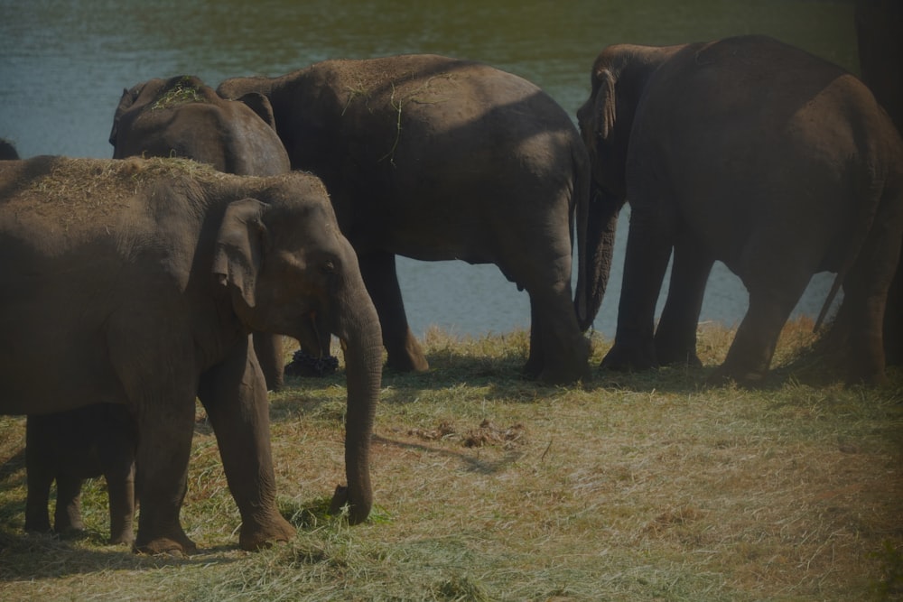 un branco di elefanti in piedi accanto a uno specchio d'acqua