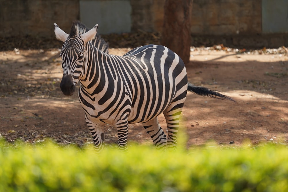 a zebra standing in a dirt field next to a tree