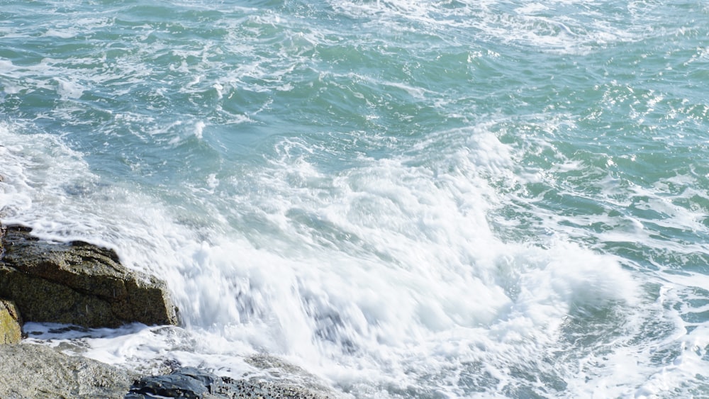 a bird sitting on a rock next to the ocean