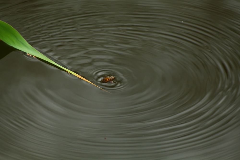 a green leaf floating on top of a body of water