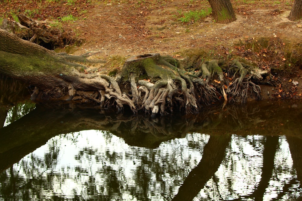 a tree that is growing out of the water