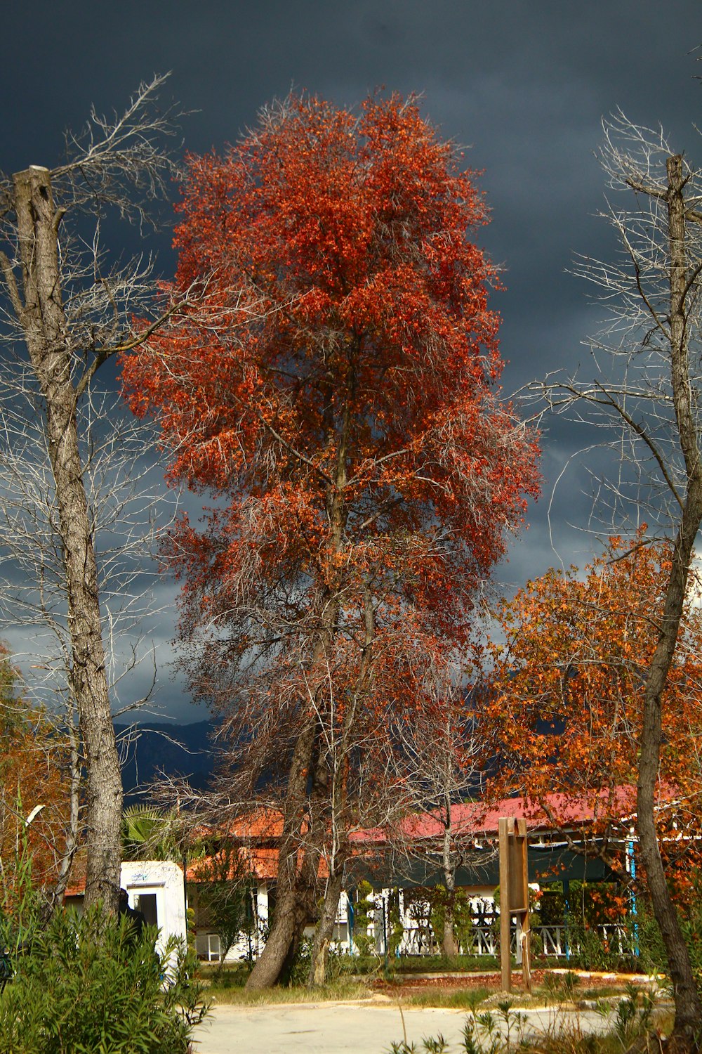 a red tree in the middle of a forest