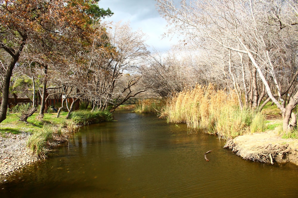 a body of water surrounded by trees and grass