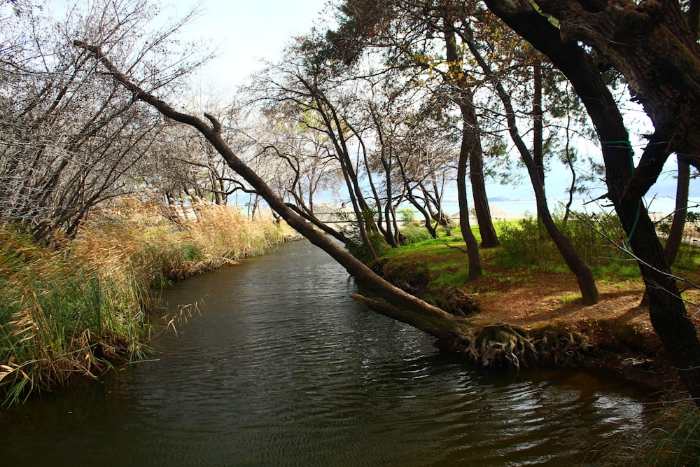 a river running through a lush green forest