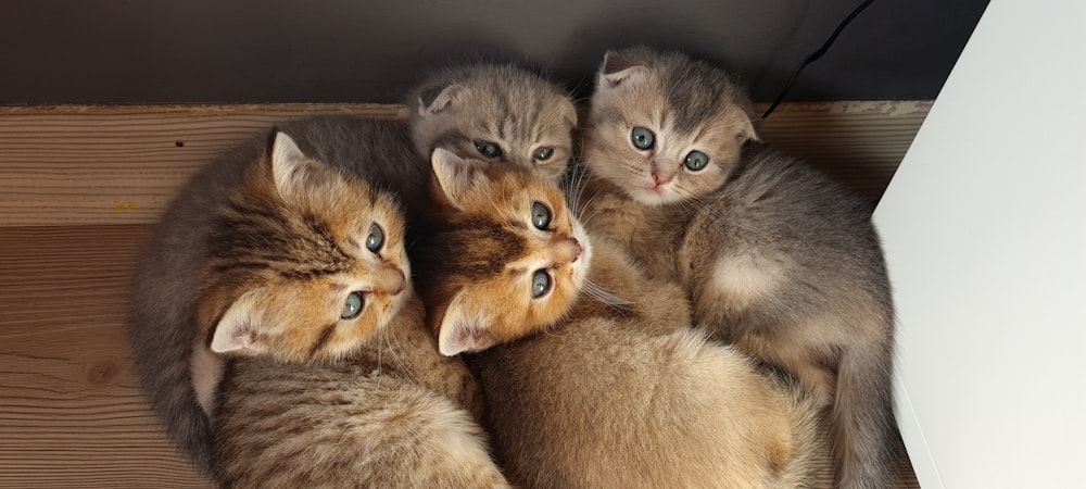 a group of kittens huddled together in a pile