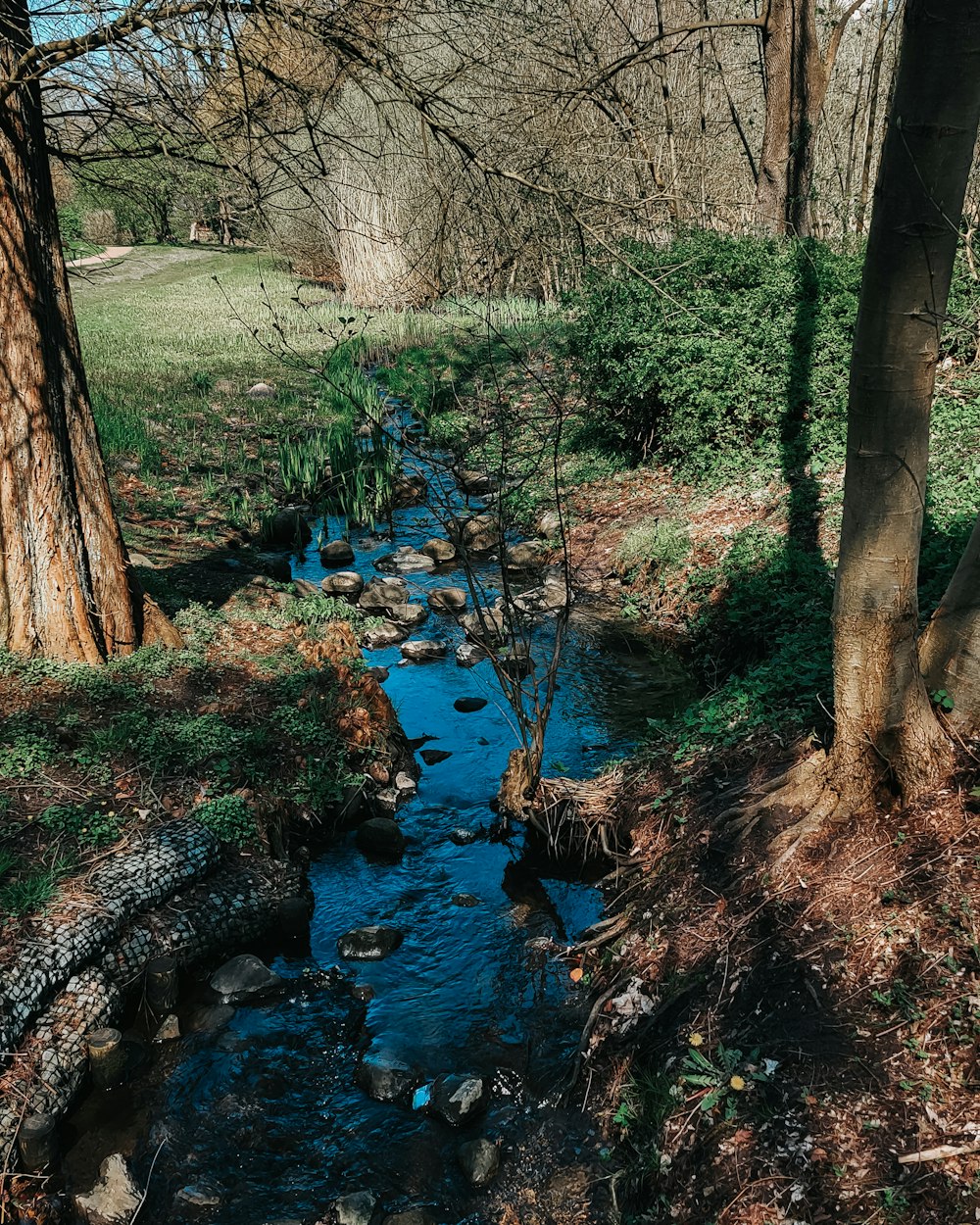 a small stream running through a lush green forest