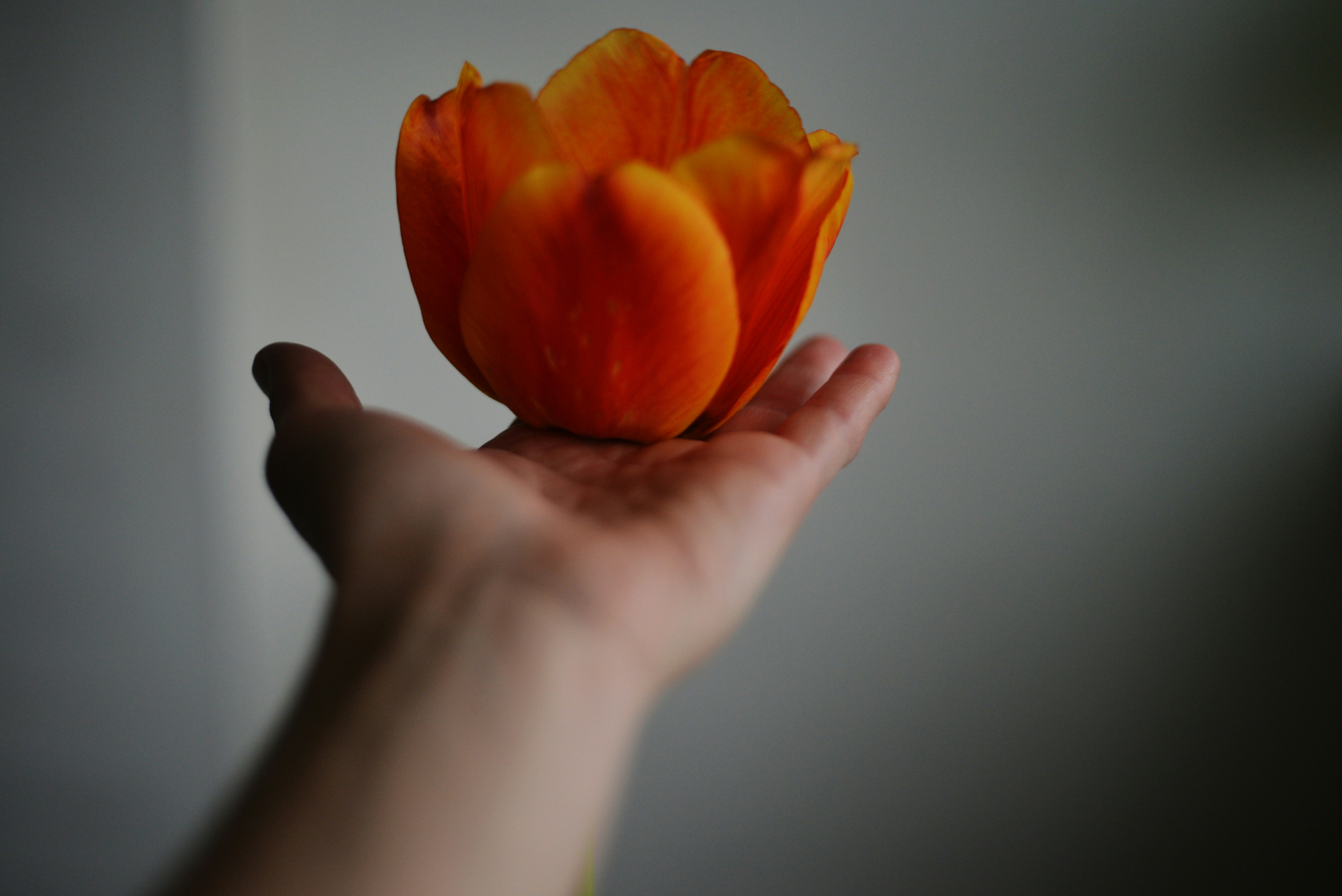 a person holding a flower in their hand