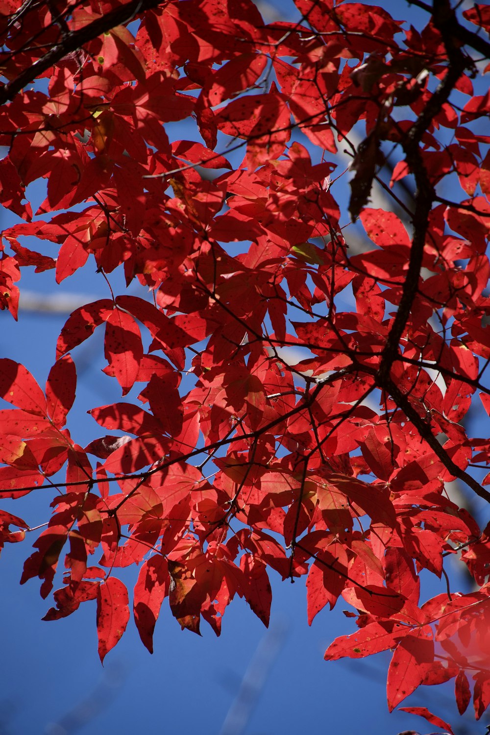 un arbre avec des feuilles rouges et un ciel bleu en arrière-plan