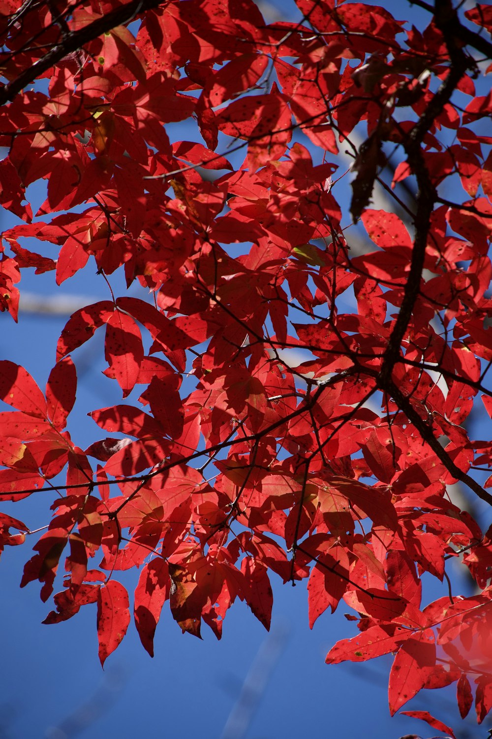 a tree with red leaves and a blue sky in the background