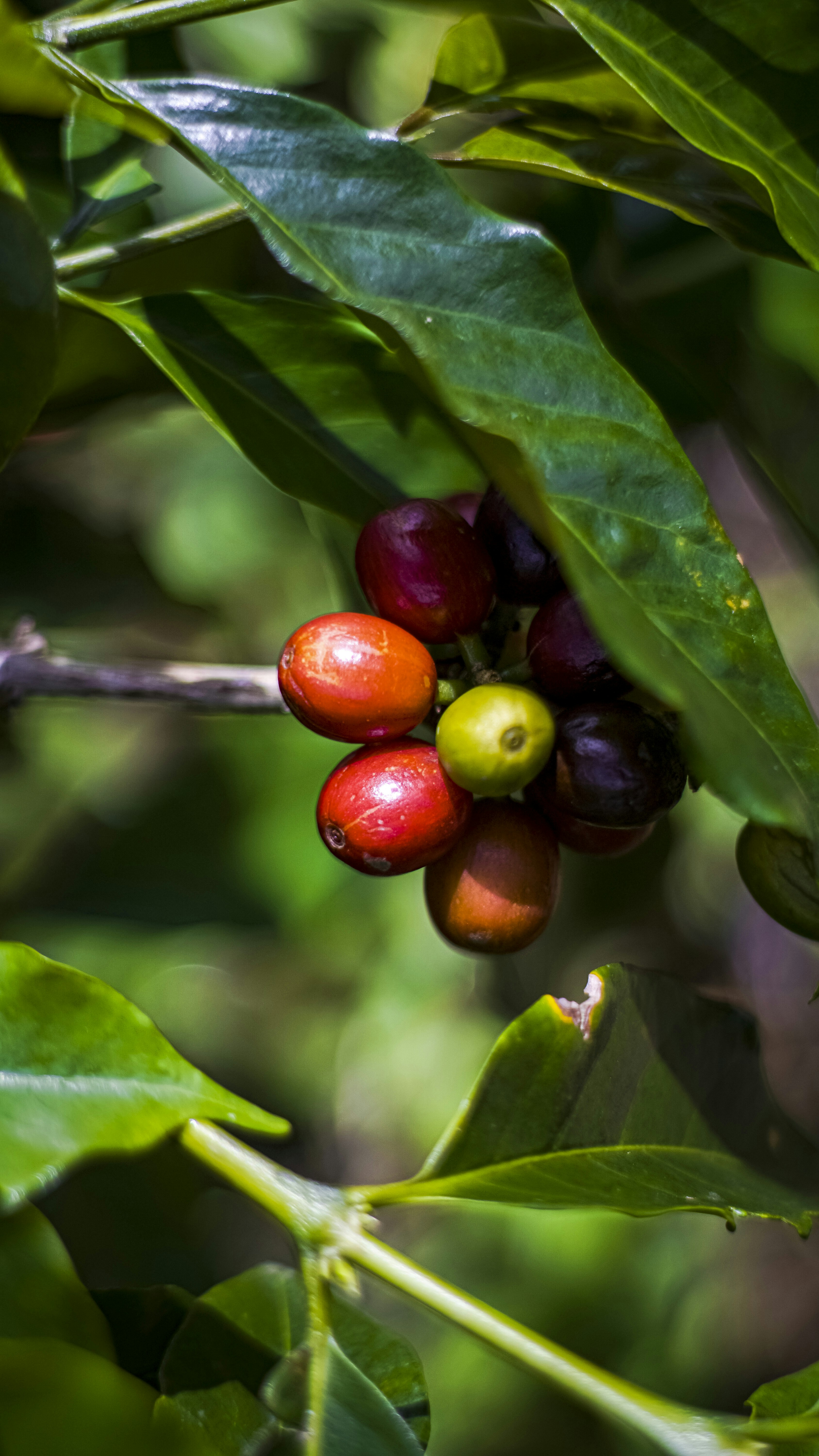 Photo by bartorumahorbo