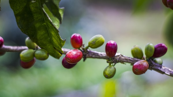 Coffee beans are growing on a tree branch