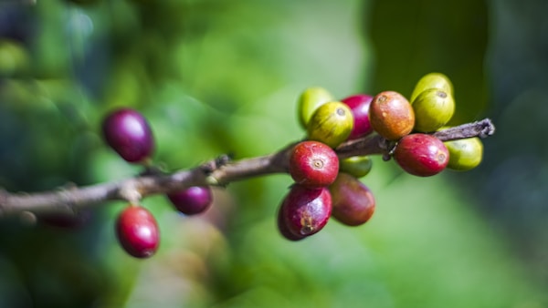 Coffee beans are growing on a tree branch