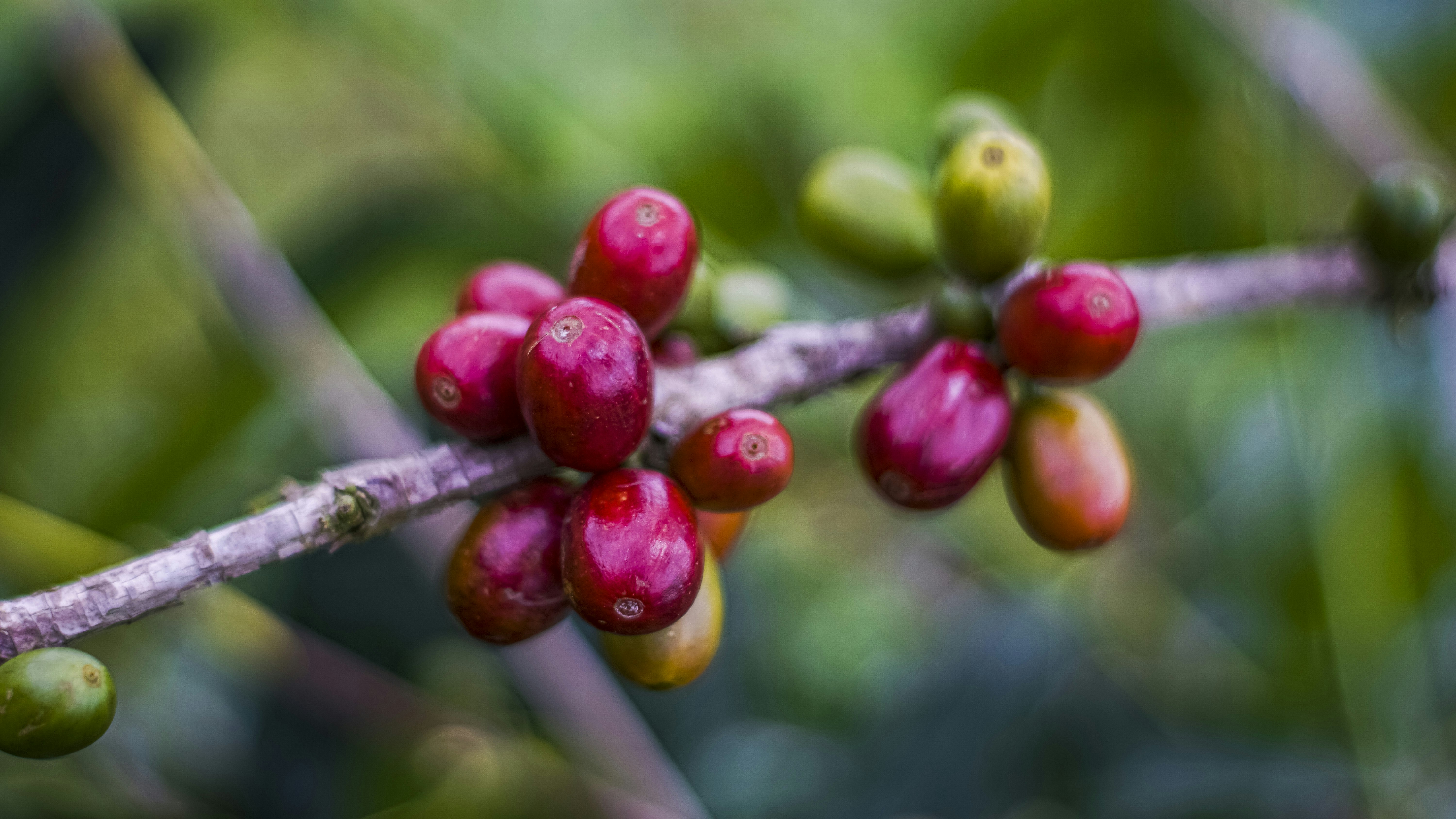 coffee beans are growing on a tree branch