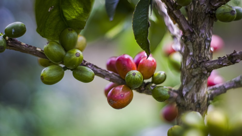 Los granos de café crecen en la rama de un árbol