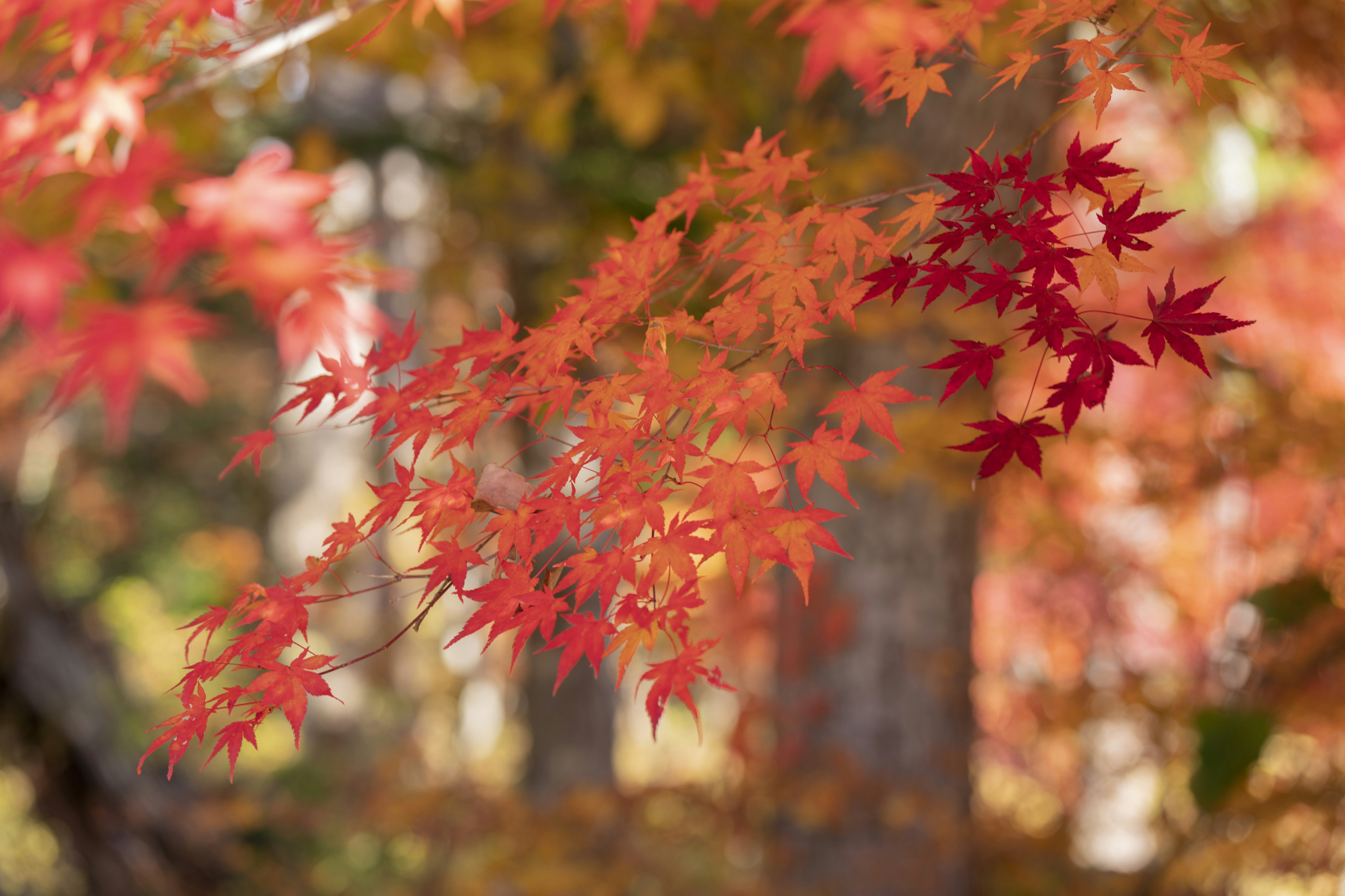 Photo by lyricalcode