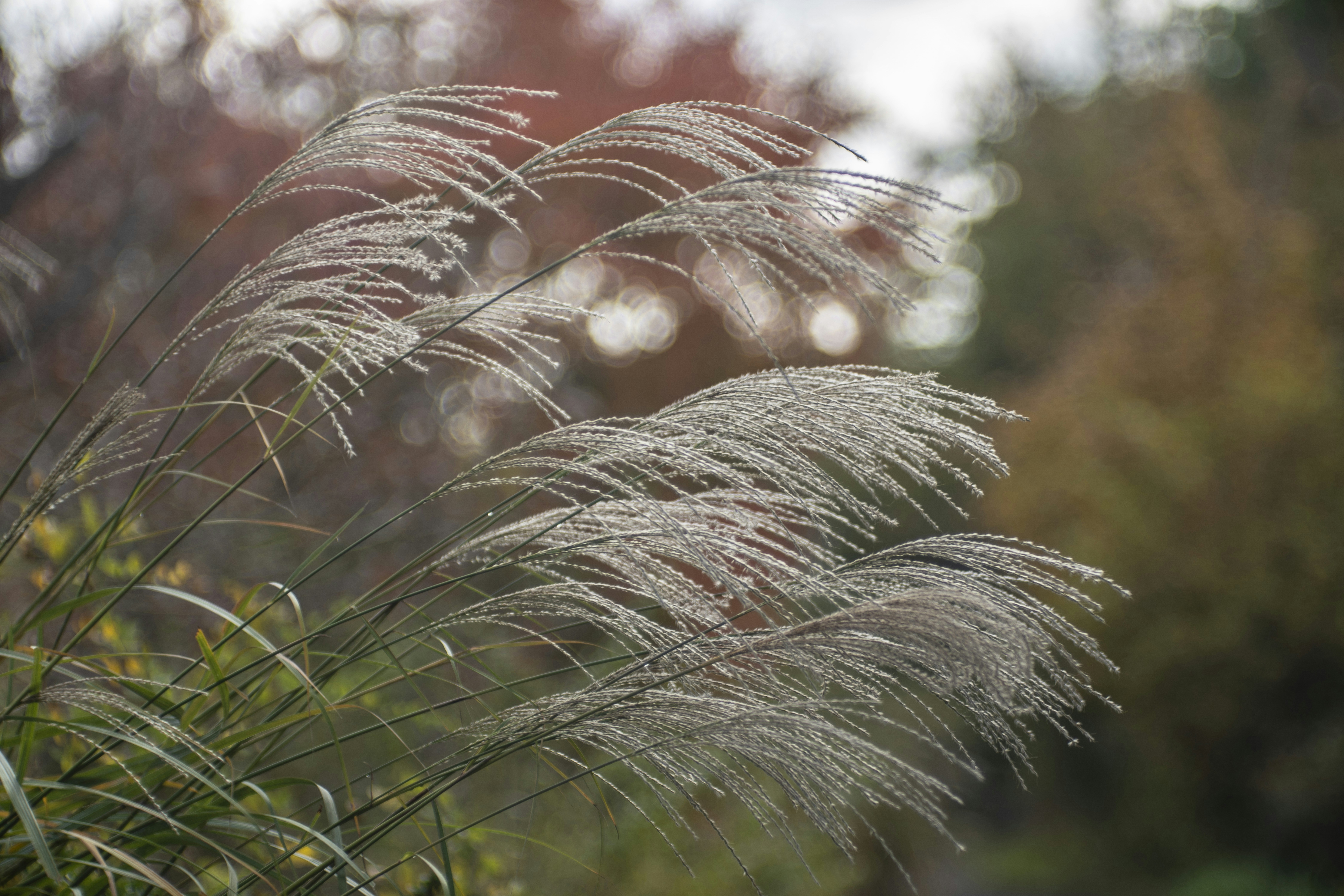Japanese autumn landscape - Japanese pampas grass