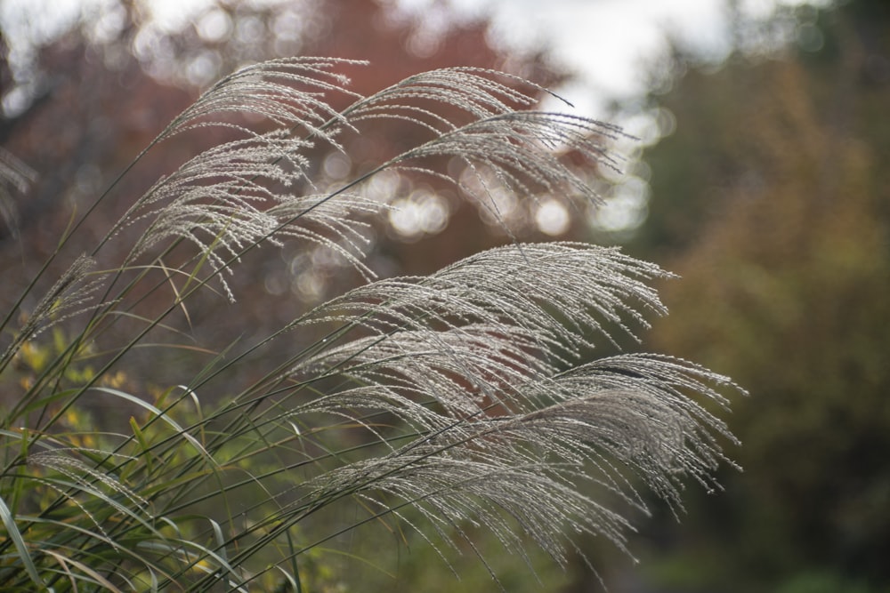 a close up of a grass plant with trees in the background