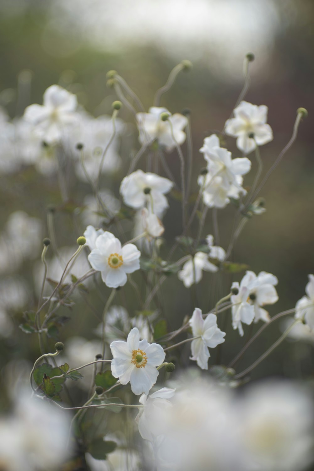 a bunch of white flowers in a vase