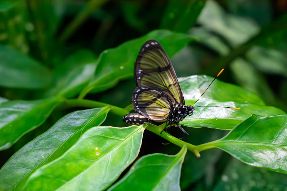 a butterfly sitting on top of a green leaf