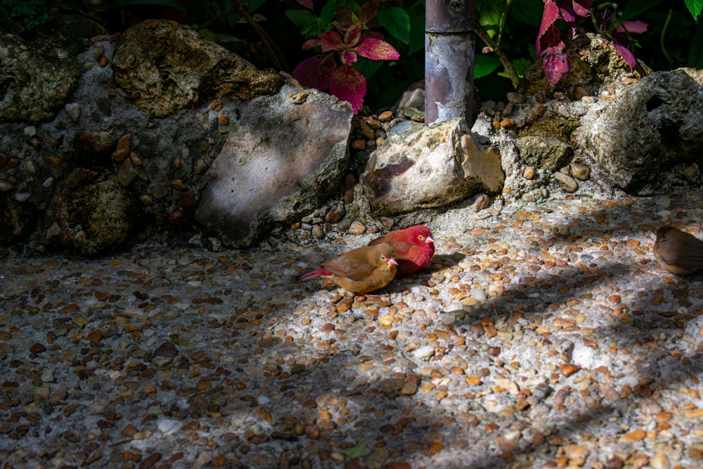 a couple of birds are sitting on the ground